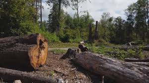 Best Tree Mulching  in Green Village, NJ