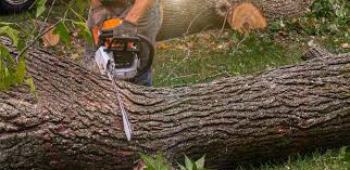 Best Hazardous Tree Removal  in Green Village, NJ