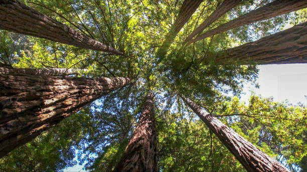  Green Village, NJ Tree Services Pros