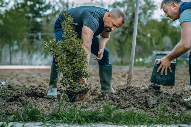 Best Organic Lawn Care Solutions  in Green Village, NJ