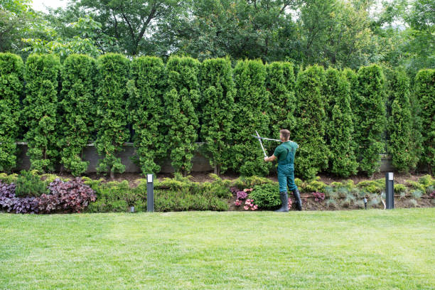 Best Lawn Disease Treatment  in Green Village, NJ