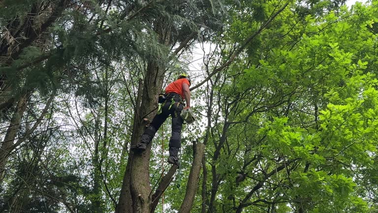 Trusted Green Village, NJ Tree Services Experts