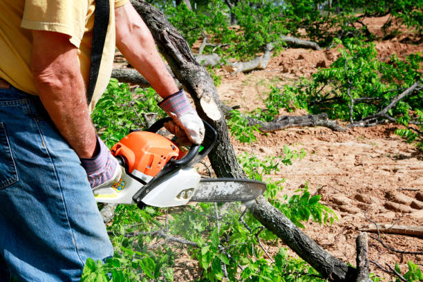Best Tree Health Inspection  in Green Village, NJ
